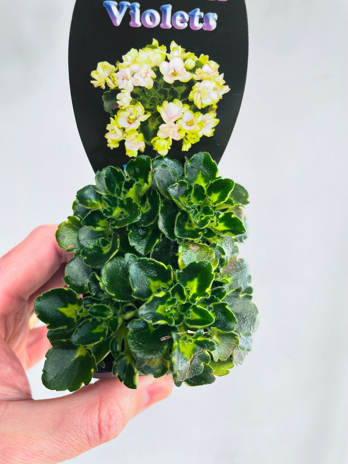 Petite Blarney African Violet | Streptocarpus sect. Saintpaulia | 70mm Nursery Pot