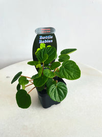 Incan Doll | Peperomia | 70mm Nursery Pot