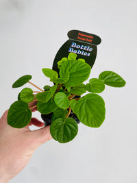 Incan Doll | Peperomia | 70mm Nursery Pot