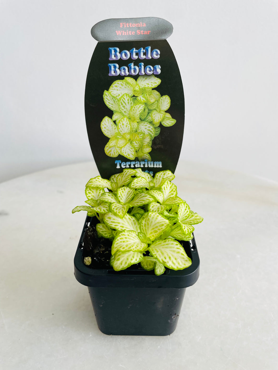 White Star Nerve Plant | Fittonia albivenis | 70mm Nursery Pot