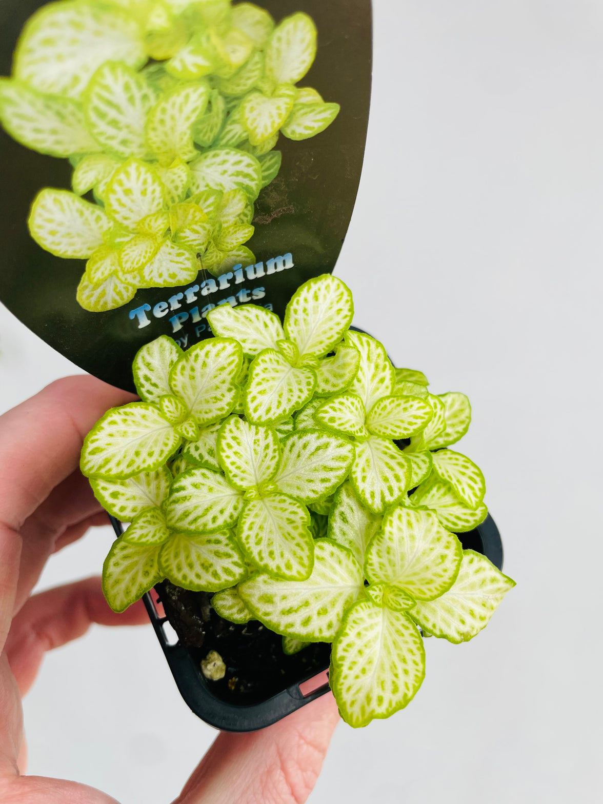 White Star Nerve Plant | Fittonia albivenis | 70mm Nursery Pot
