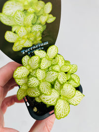 White Star Nerve Plant | Fittonia albivenis | 70mm Nursery Pot