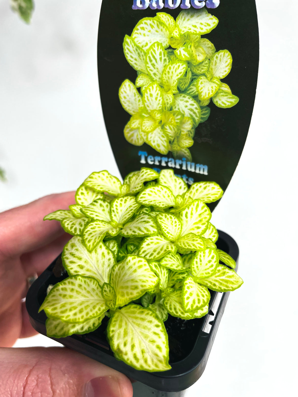 White Star Nerve Plant | Fittonia albivenis | 70mm Nursery Pot