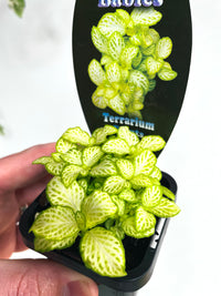 White Star Nerve Plant | Fittonia albivenis | 70mm Nursery Pot