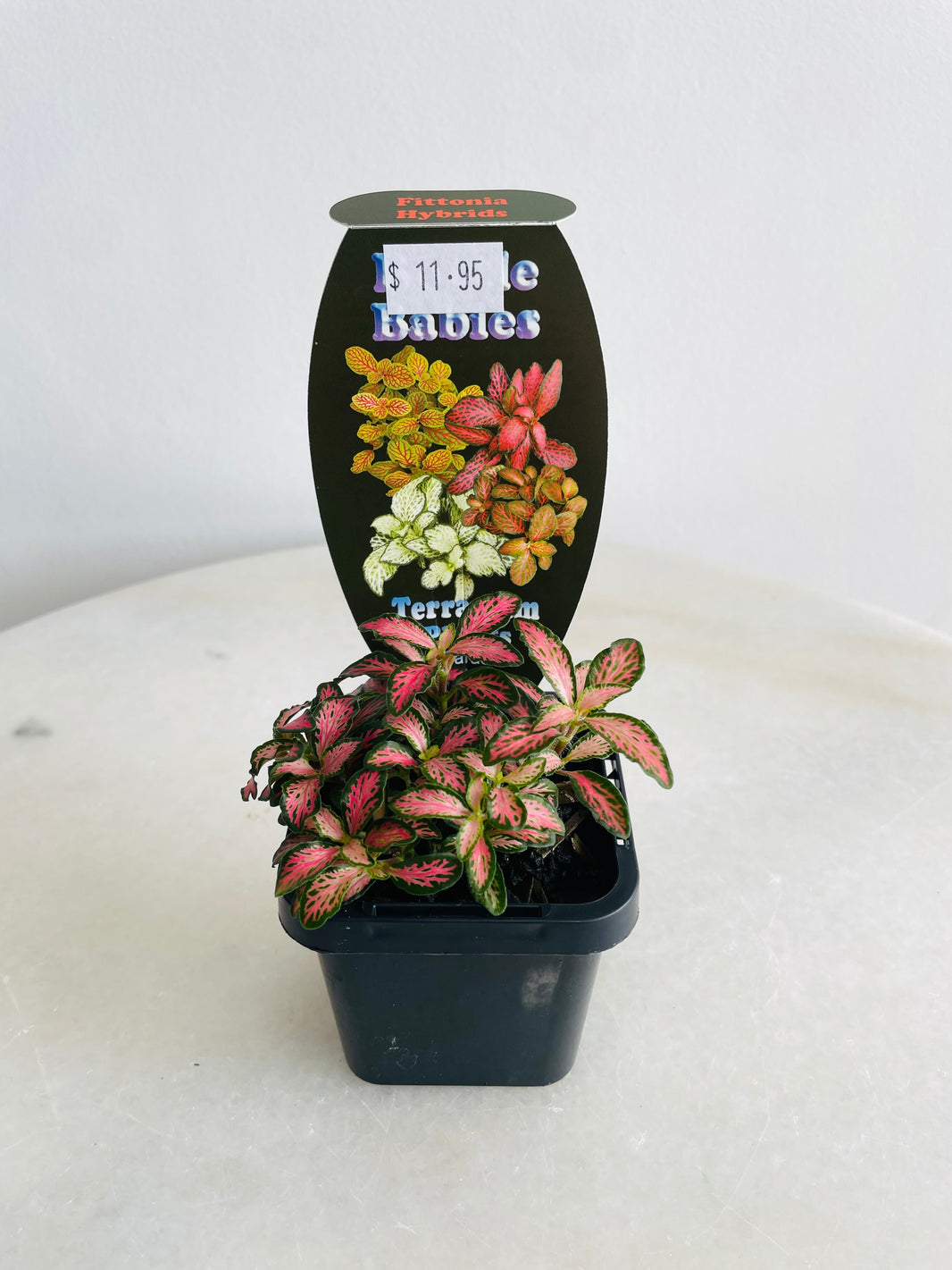 Nerve Plant | Fittonia albivenis | 70mm Nursery Pot
