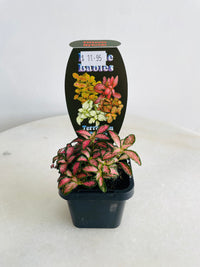 Nerve Plant | Fittonia albivenis | 70mm Nursery Pot