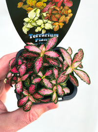 Nerve Plant | Fittonia albivenis | 70mm Nursery Pot