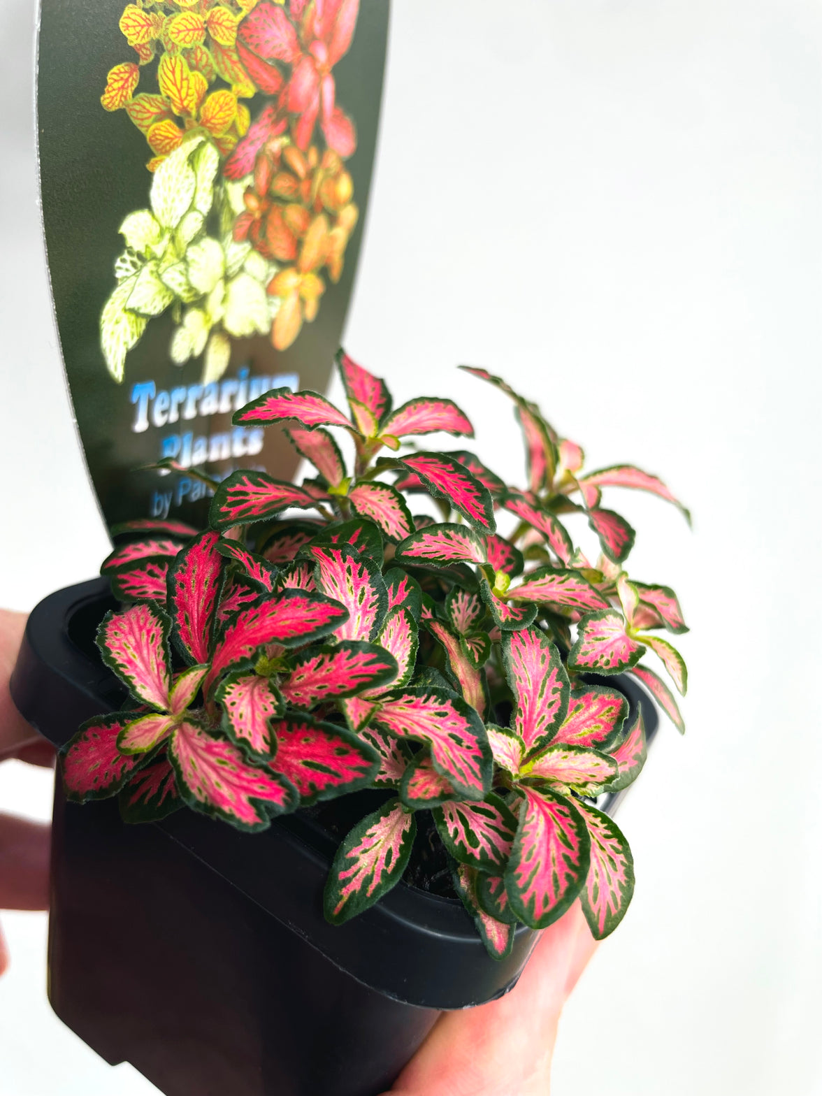 Nerve Plant | Fittonia albivenis | 70mm Nursery Pot