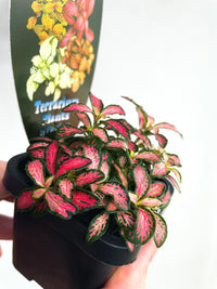 Nerve Plant | Fittonia albivenis | 70mm Nursery Pot