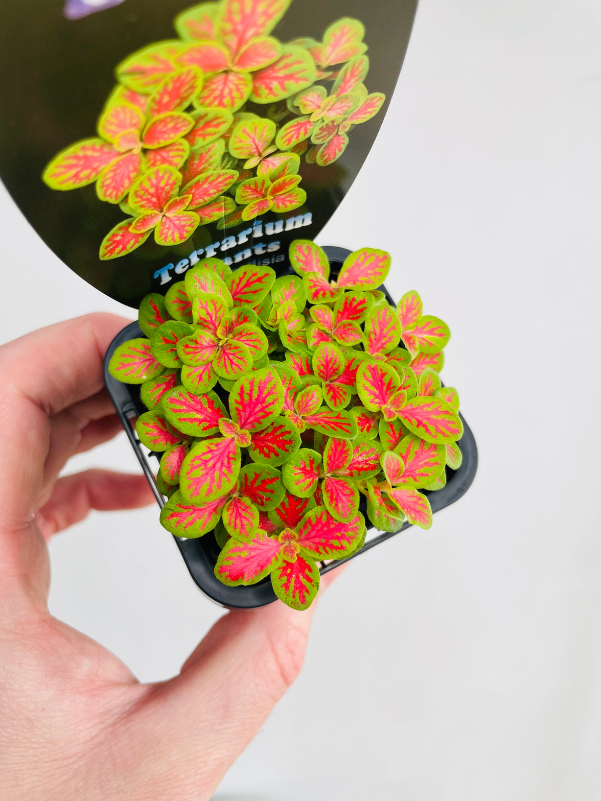 Sunshine #12 Nerve Plant | Fittonia albivenis | 70mm Nursery Pot