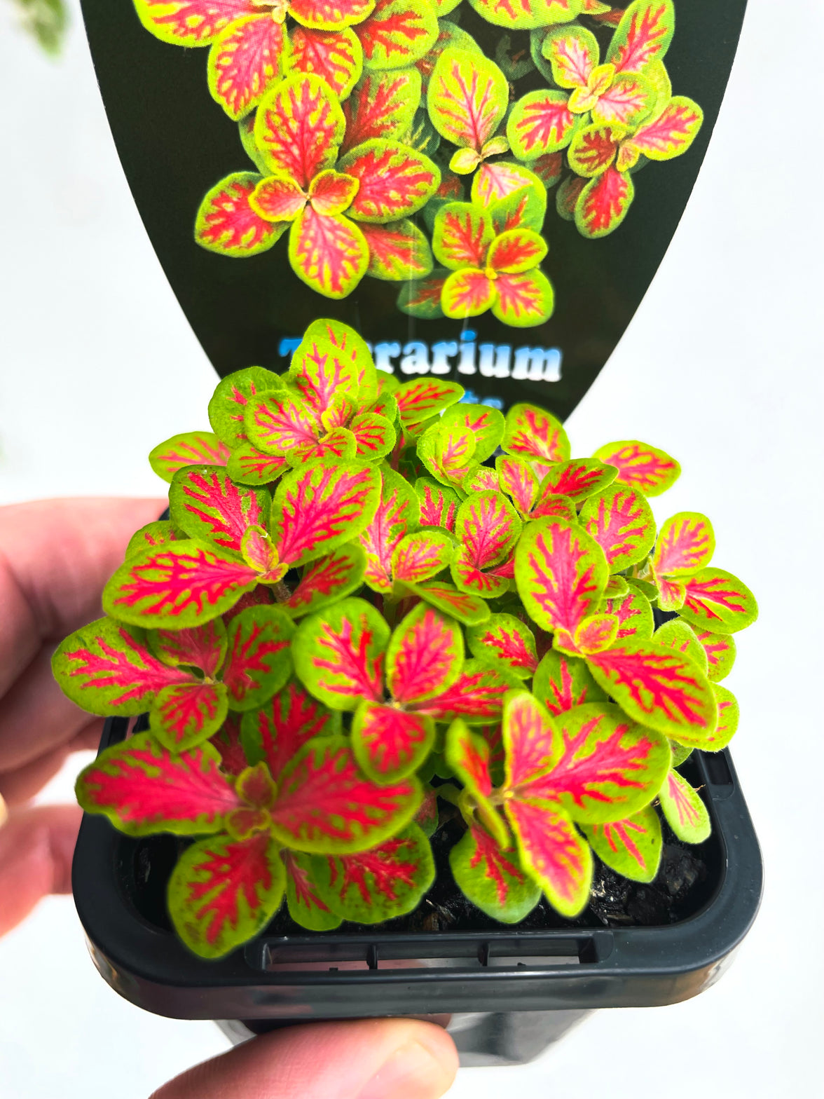 Sunshine #12 Nerve Plant | Fittonia albivenis | 70mm Nursery Pot
