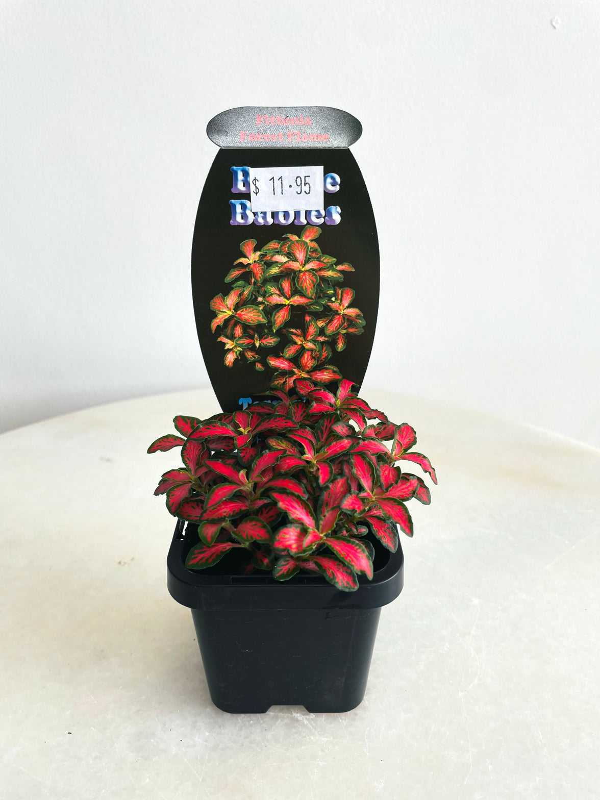 Forest Flame Nerve Plant | Fittonia albivenis | 70mm Nursery Pot