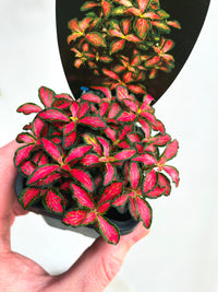 Forest Flame Nerve Plant | Fittonia albivenis | 70mm Nursery Pot