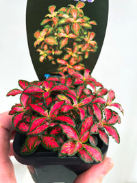 Forest Flame Nerve Plant | Fittonia albivenis | 70mm Nursery Pot