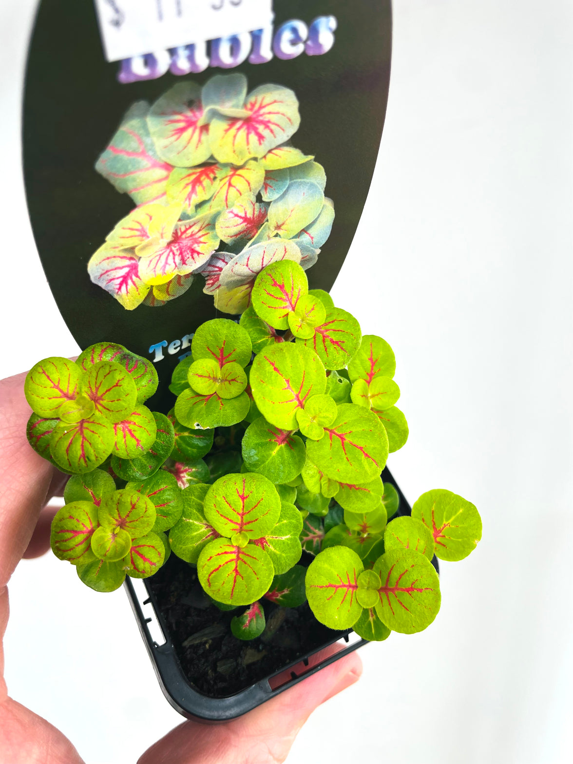 Charlene Nerve Plant | Fittonia albivenis | 70mm Nursery Pot