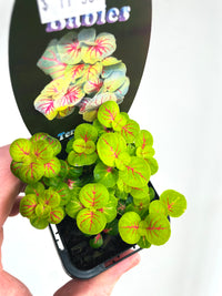 Charlene Nerve Plant | Fittonia albivenis | 70mm Nursery Pot
