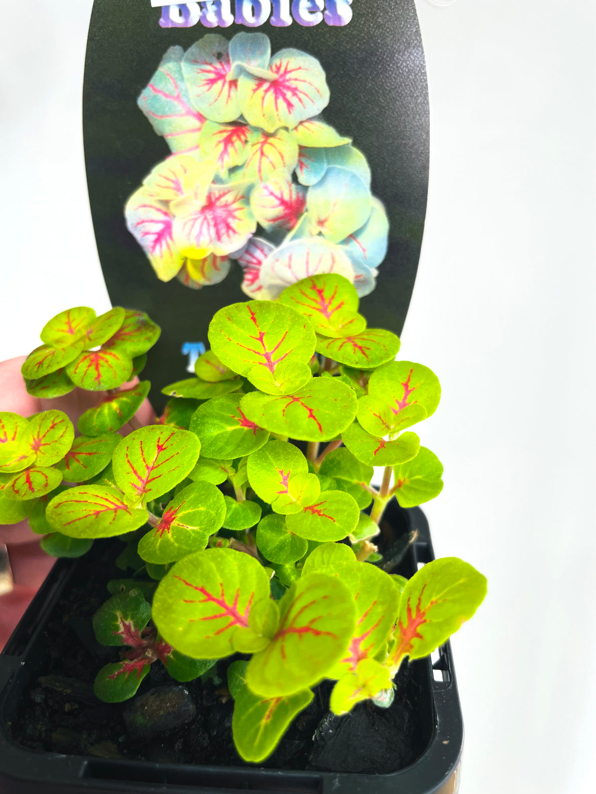 Charlene Nerve Plant | Fittonia albivenis | 70mm Nursery Pot