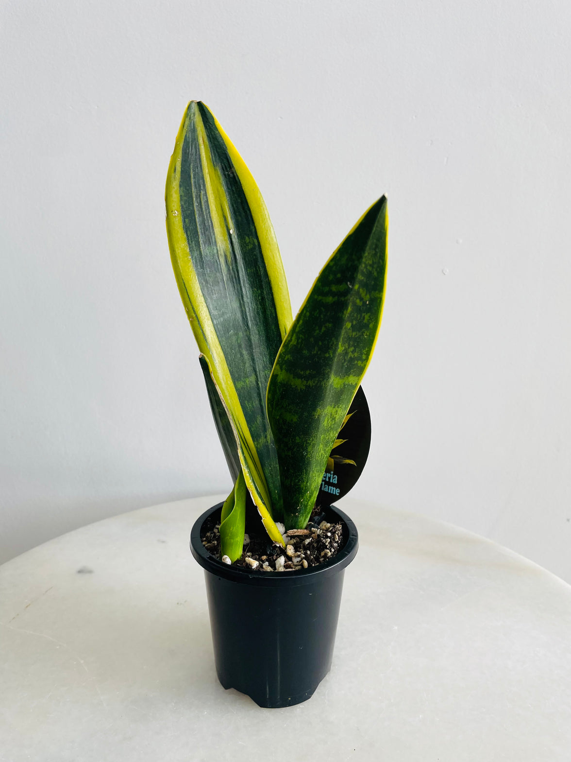 Golden Flame Snake Plant | Sansevieria trifasciata | 90mm Nursery Pot