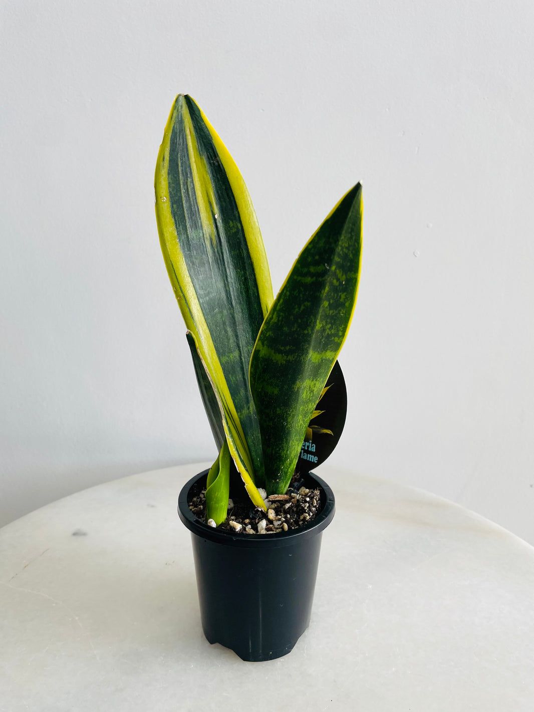 Golden Flame Snake Plant | Sansevieria trifasciata | 90mm Nursery Pot