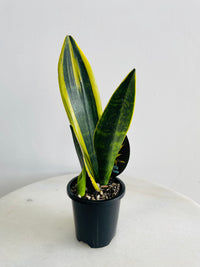 Golden Flame Snake Plant | Sansevieria trifasciata | 90mm Nursery Pot