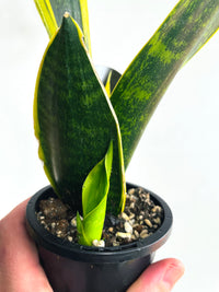 Golden Flame Snake Plant | Sansevieria trifasciata | 90mm Nursery Pot