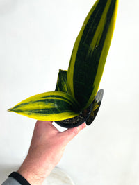 Golden Flame Snake Plant | Sansevieria trifasciata | 90mm Nursery Pot