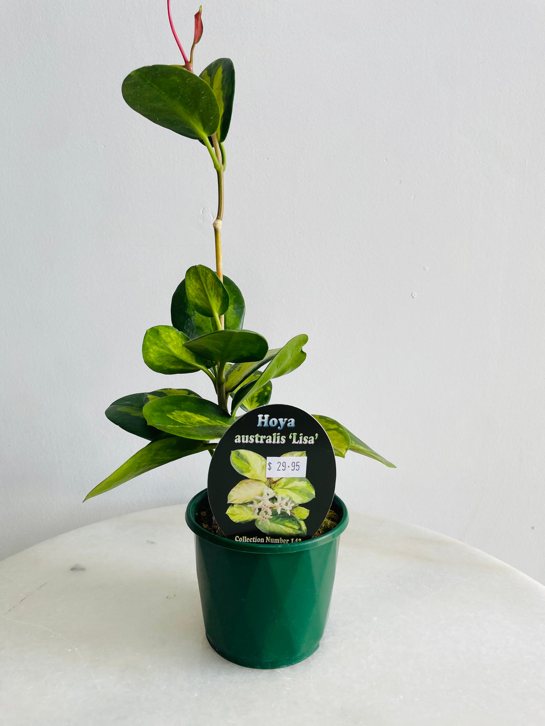 Lisa Wax Plant | Hoya australis | 100mm Nursery Pot