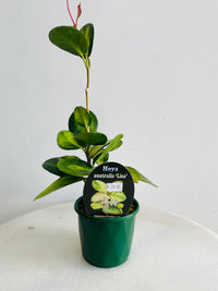 Lisa Wax Plant | Hoya australis | 100mm Nursery Pot