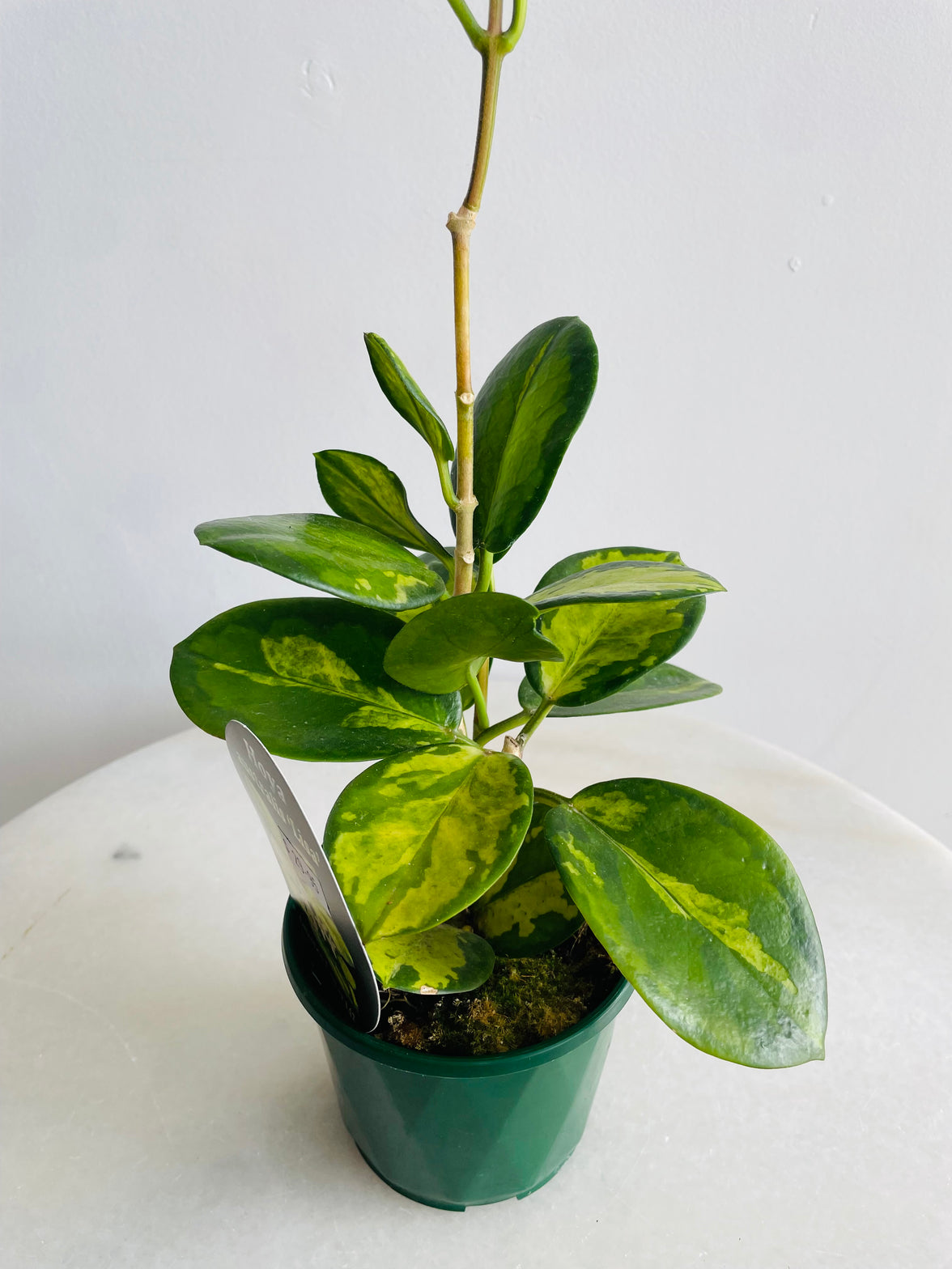 Lisa Wax Plant | Hoya australis | 100mm Nursery Pot