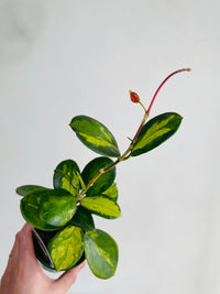 Lisa Wax Plant | Hoya australis | 100mm Nursery Pot