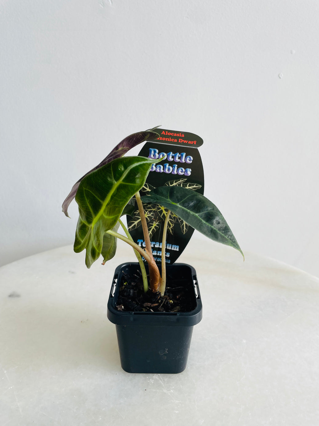 Dwarf Elephant Ear | Alocasia × amazonica ‘Dwarf Amazonica’ | 70mm Nursery Pot
