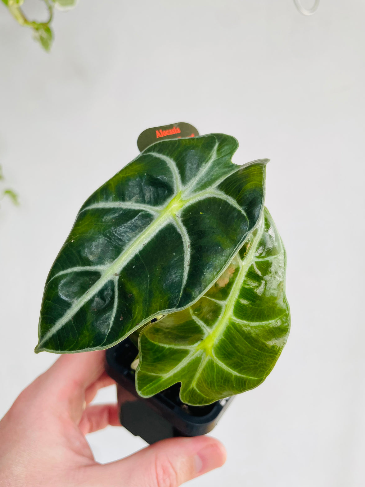 Dwarf Elephant Ear | Alocasia × amazonica ‘Dwarf Amazonica’ | 70mm Nursery Pot