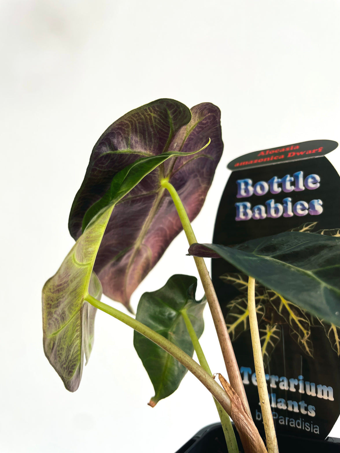 Dwarf Elephant Ear | Alocasia × amazonica ‘Dwarf Amazonica’ | 70mm Nursery Pot