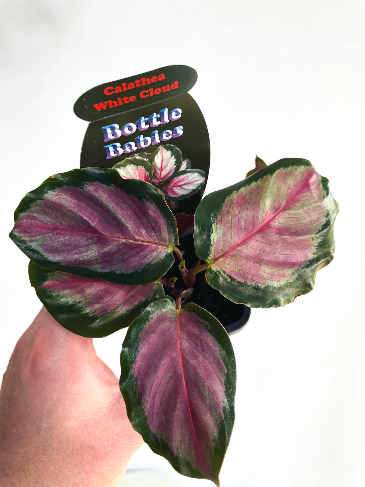 White Cloud Calathea | Goeppertia roseopicta | 70mm Nursery Pot