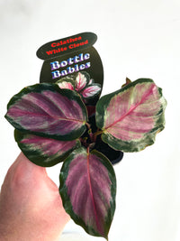 White Cloud Calathea | Goeppertia roseopicta | 70mm Nursery Pot