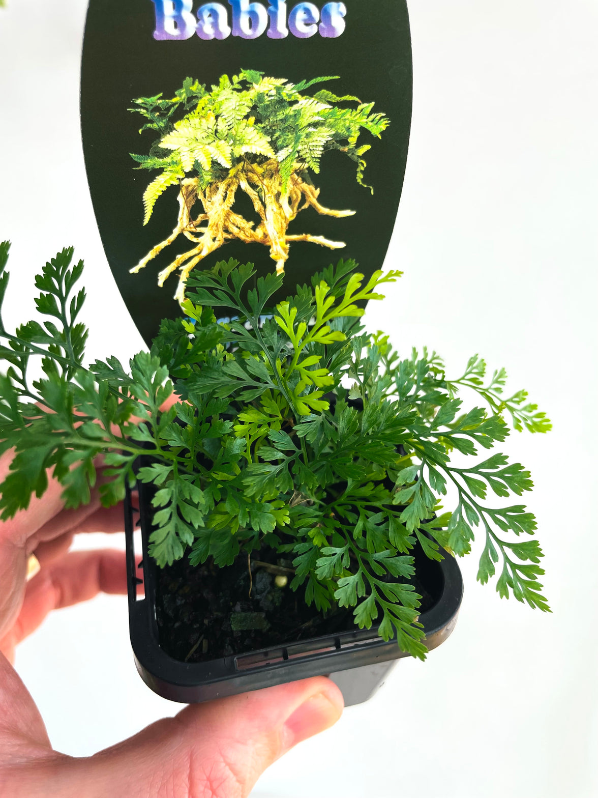 White Rabbit’s Foot Fern | Humata tyermanii | 70mm Nursery Pot