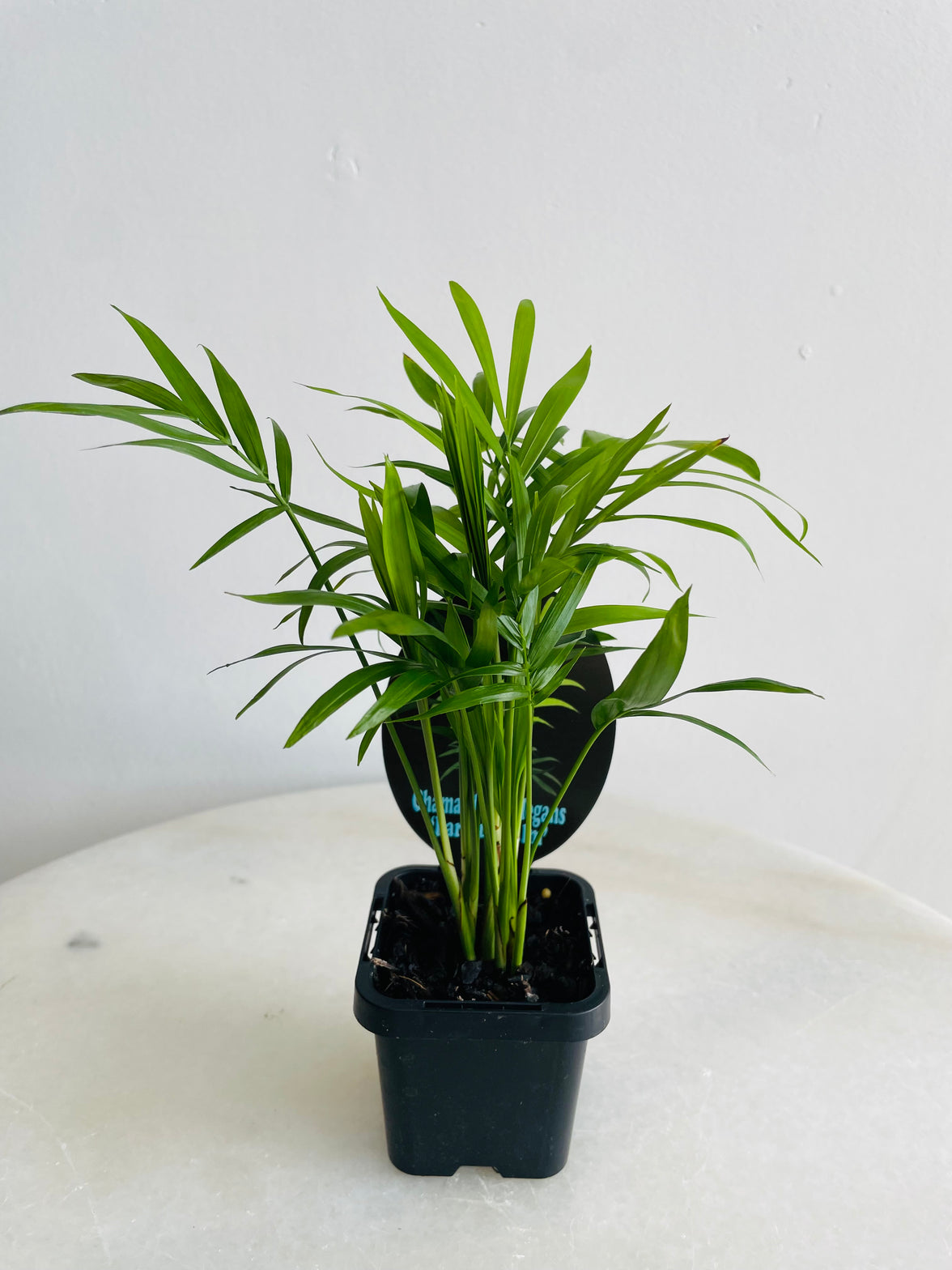 Parlour Palm | Chamaedorea elegans | 70mm Nursery Pot
