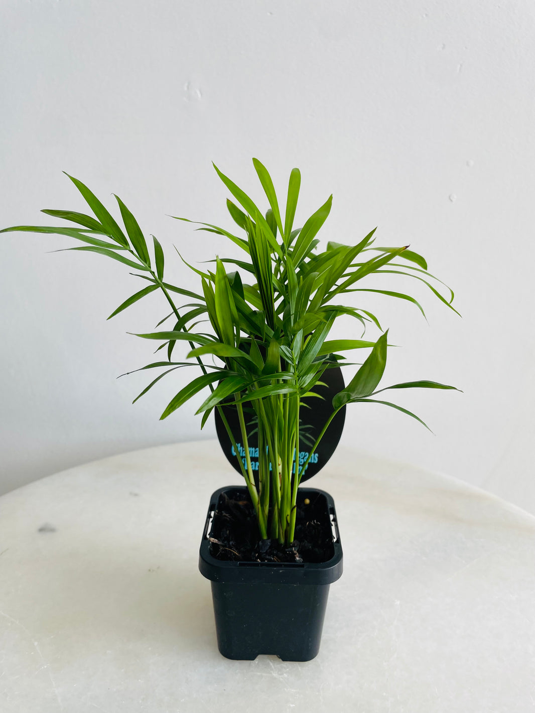 Parlour Palm | Chamaedorea elegans | 70mm Nursery Pot