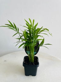 Parlour Palm | Chamaedorea elegans | 70mm Nursery Pot