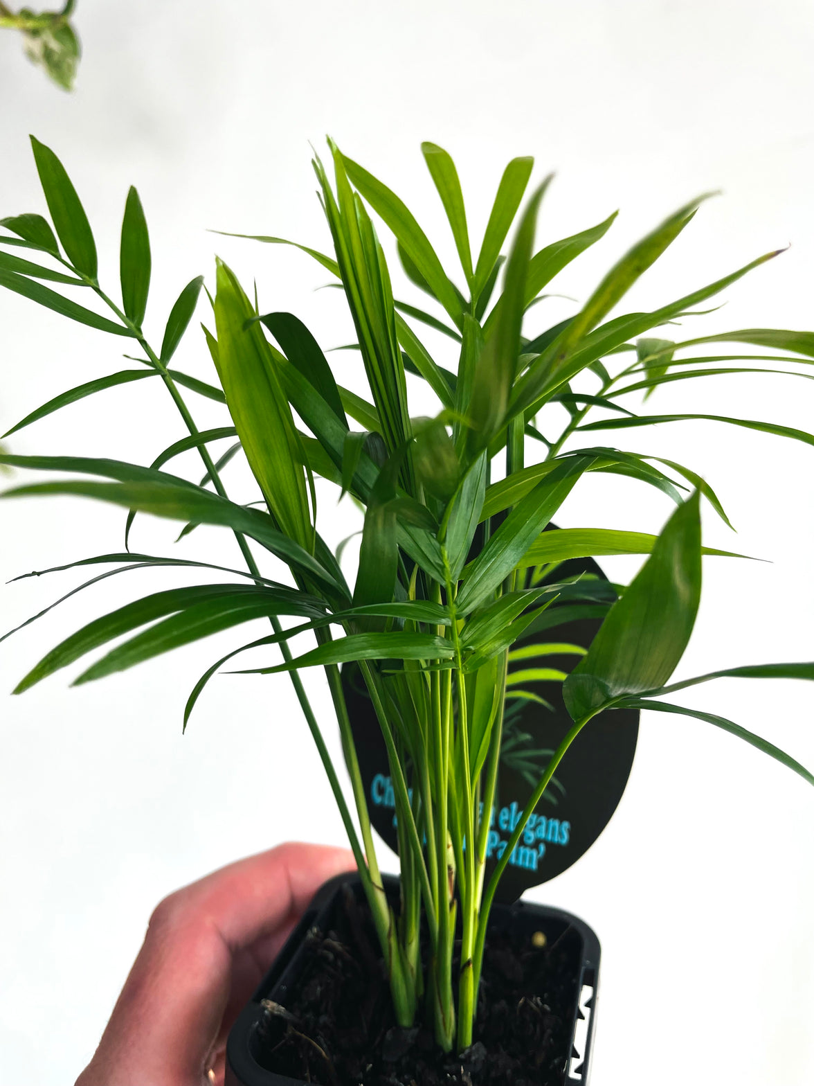Parlour Palm | Chamaedorea elegans | 70mm Nursery Pot