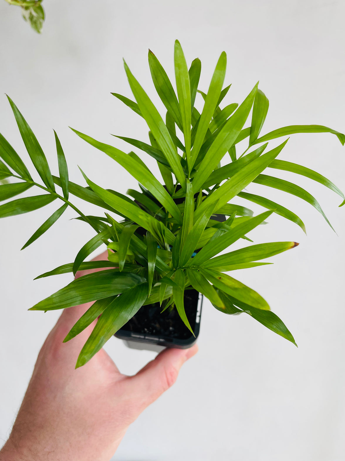 Parlour Palm | Chamaedorea elegans | 70mm Nursery Pot
