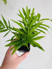 Parlour Palm | Chamaedorea elegans | 70mm Nursery Pot