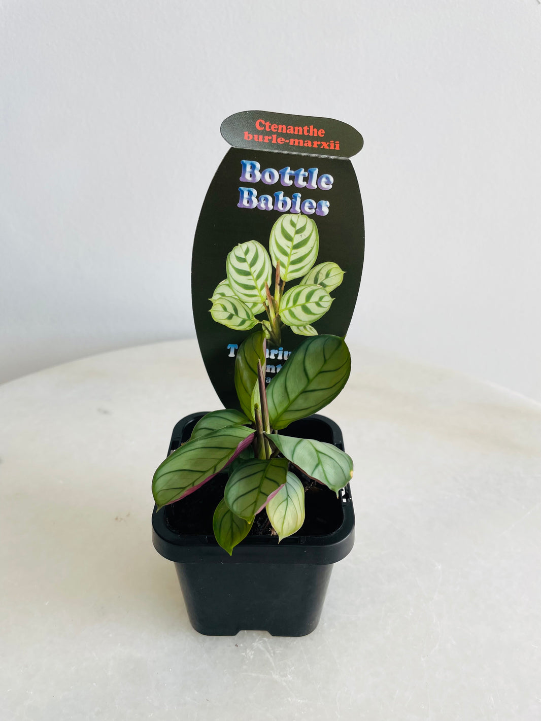 Fishbone Prayer Plant | Ctenanthe burle-marxii | 70mm Nursery Pot