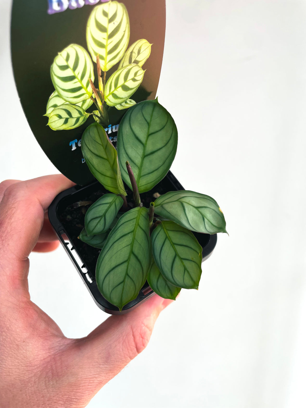 Fishbone Prayer Plant | Ctenanthe burle-marxii | 70mm Nursery Pot