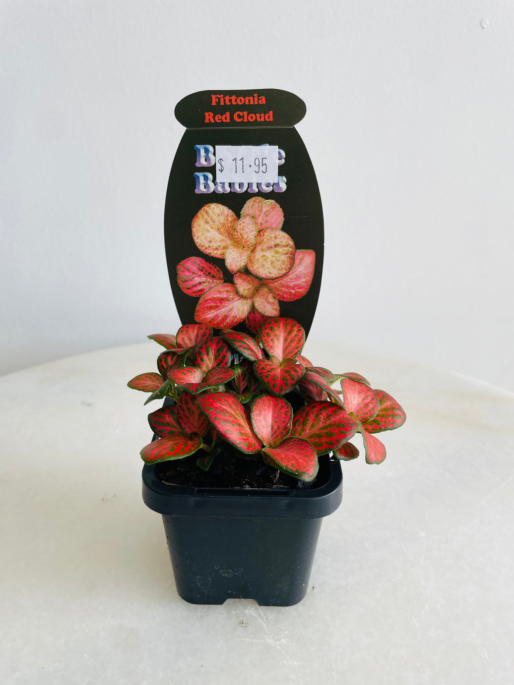 Red Cloud Nerve Plant | Fittonia albivenis | 70mm Nursery Pot