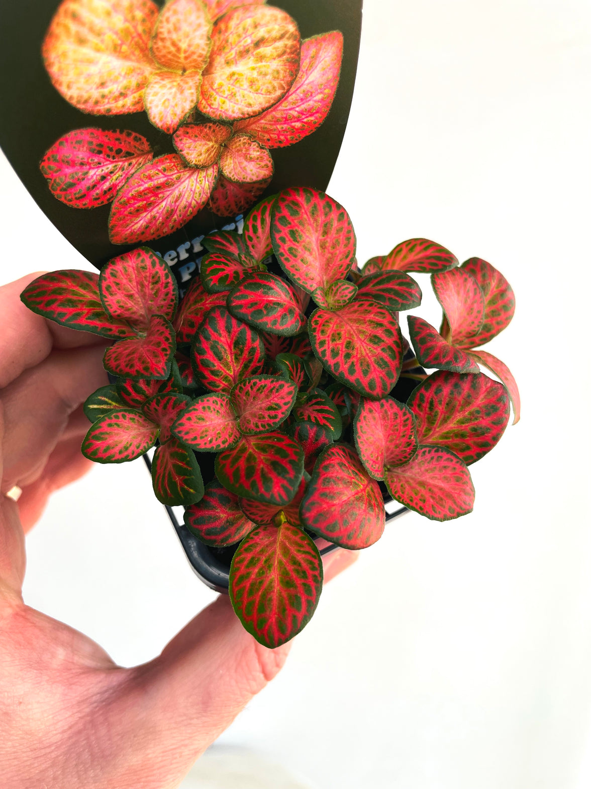 Red Cloud Nerve Plant | Fittonia albivenis | 70mm Nursery Pot