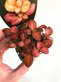 Red Cloud Nerve Plant | Fittonia albivenis | 70mm Nursery Pot