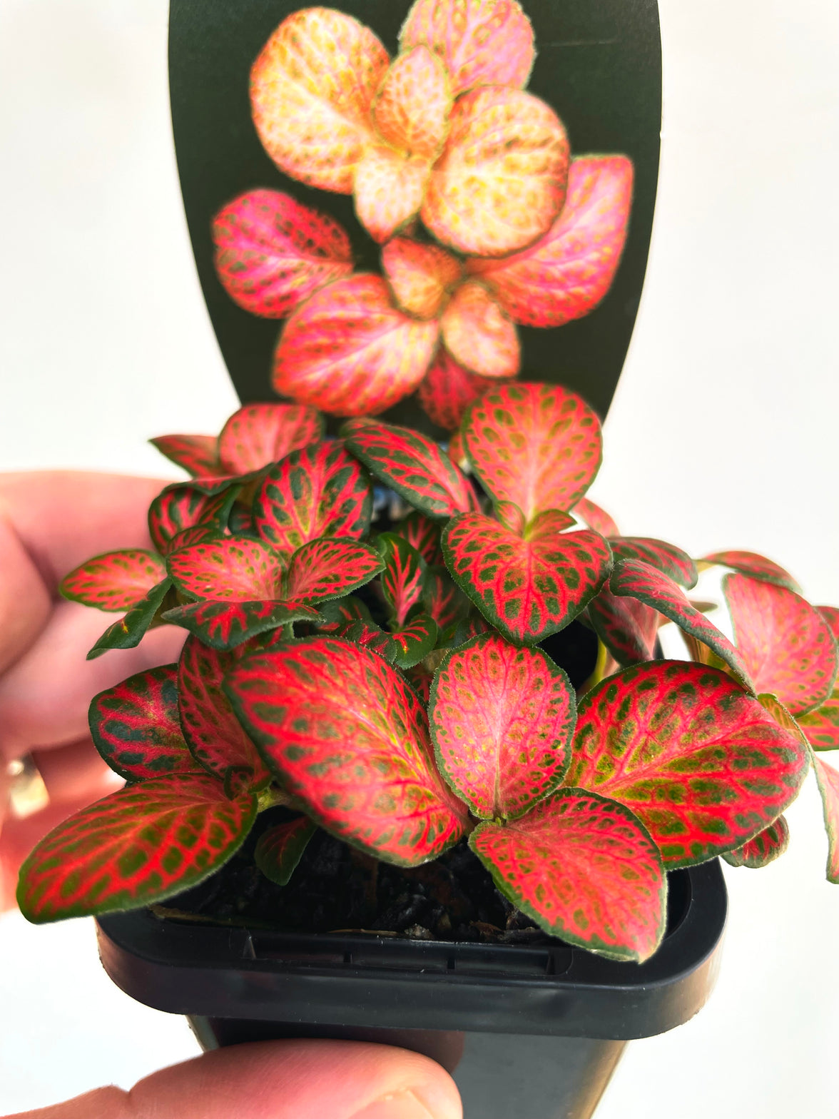 Red Cloud Nerve Plant | Fittonia albivenis | 70mm Nursery Pot