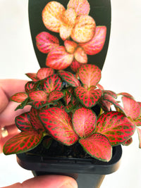 Red Cloud Nerve Plant | Fittonia albivenis | 70mm Nursery Pot