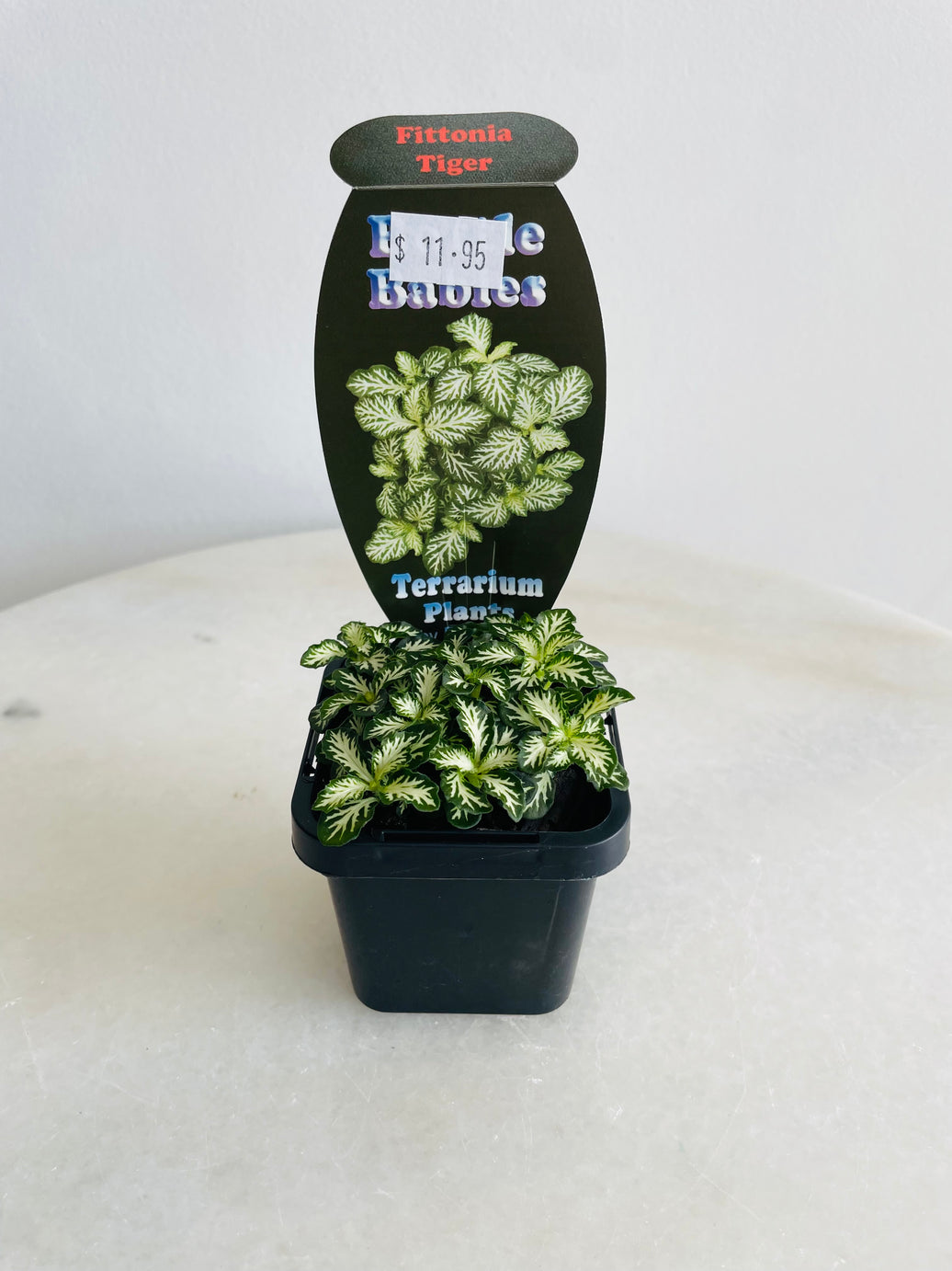 Tiger Nerve Plant | Fittonia albivenis | 70mm Nursery Pot